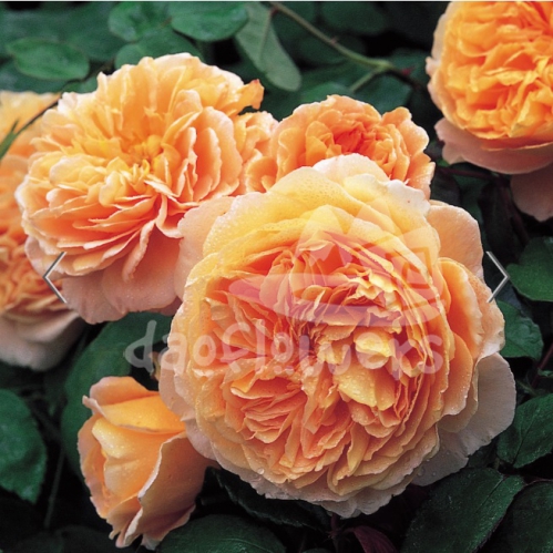 crown princess margareta_da