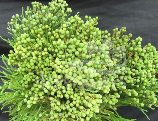 berzelia abrotanoides