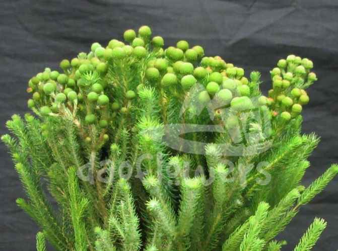 berzelia galpinii