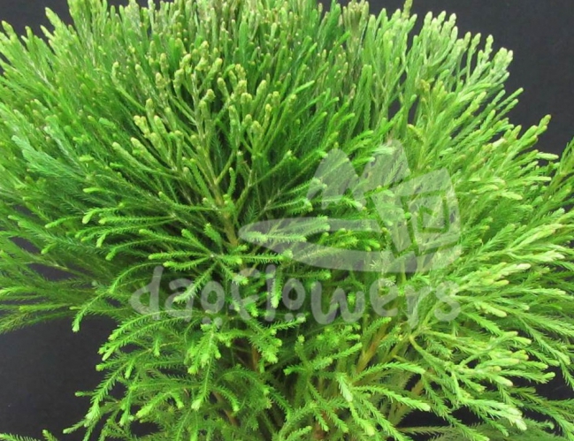 berzelia lanuginosa