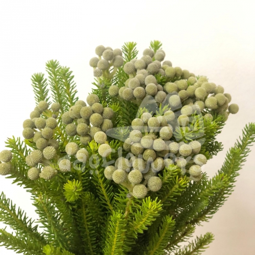 berzelia squarrosa