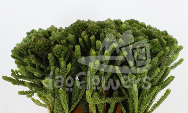 brunia albigreen