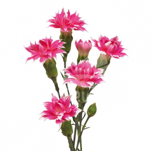 star cherry tessino*