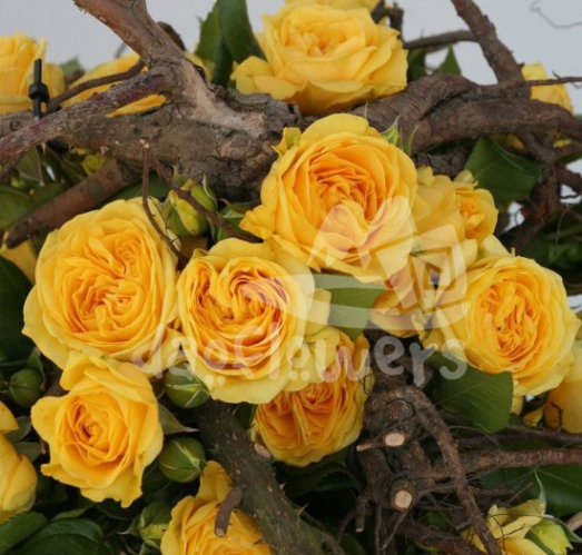 lemon pompon