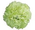 Lady Green